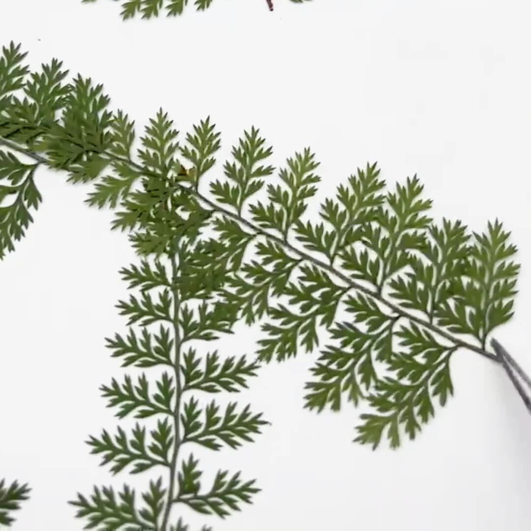 100 Pezzi di Foglie di Felce N - Resin Craft Ideas recensione e prezzo