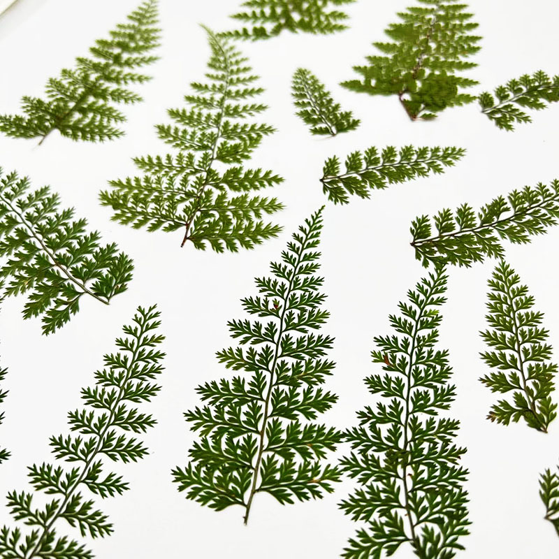 100 Pezzi di Foglie di Felce N - Resin Craft Ideas recensione e prezzo